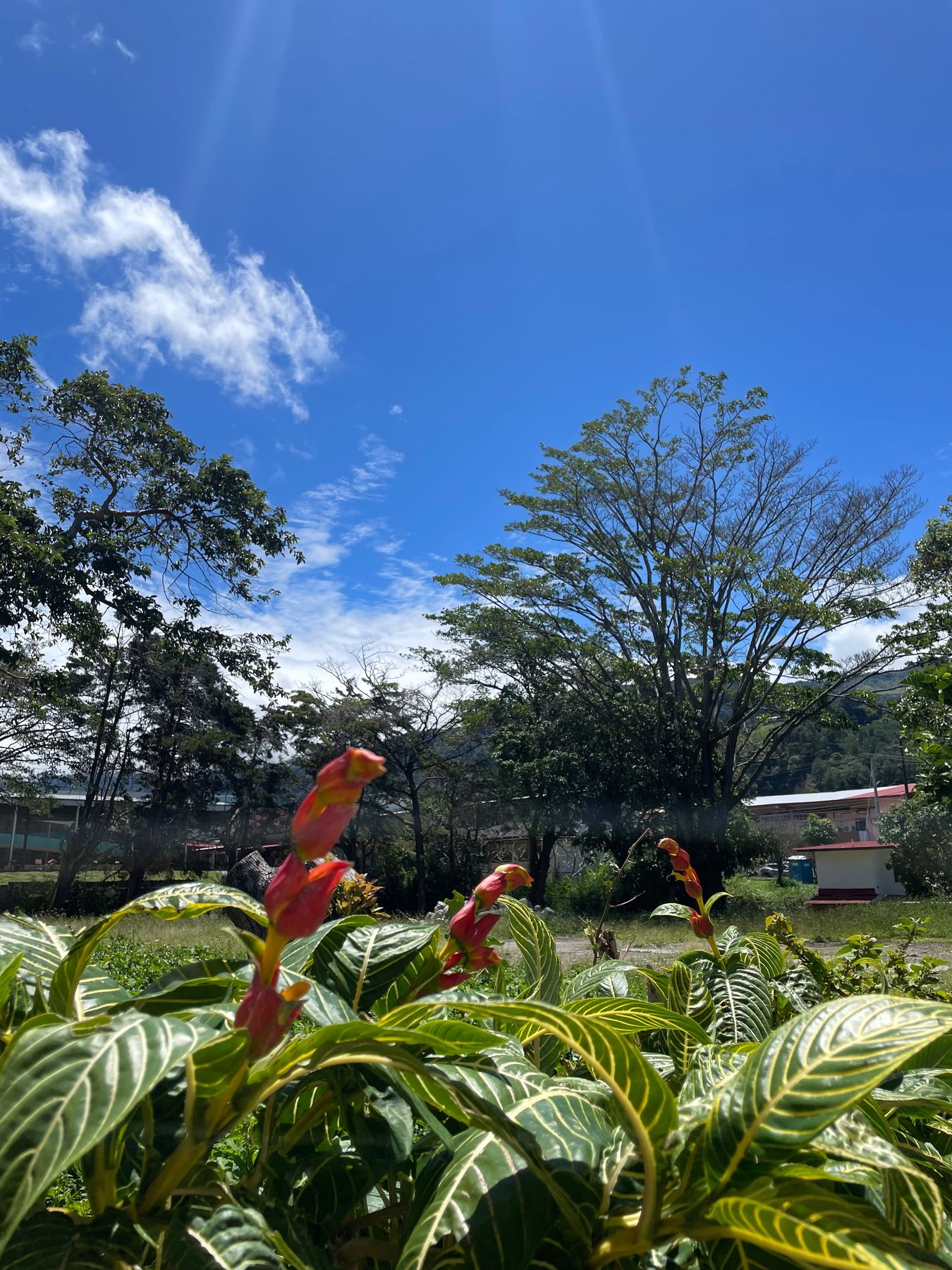 Vegetación tropical en los alrededores de Boquete